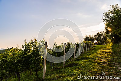 Austria, south styria vineyards travel destination. Tourist spot for vine Stock Photo