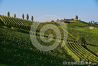 Austria Vineyards hills Sulztal an der Weinstrasse south Styria , wine country Stock Photo