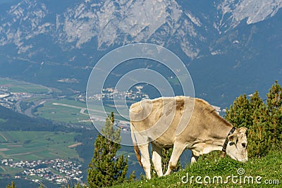 Austrian cattle on a pasture at an altitude of about 2000m above sea level, without giddiness. Austria, Europe Stock Photo