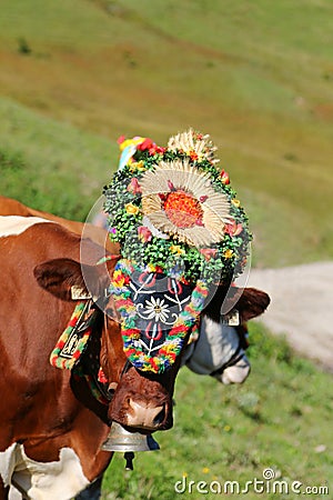 Austrian cow with a headdress during a cattle drive in Tyrol, Austria Stock Photo