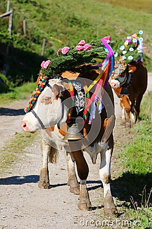 Austrian cows with a headdress during a cattle drive in Tyrol, Austria Stock Photo