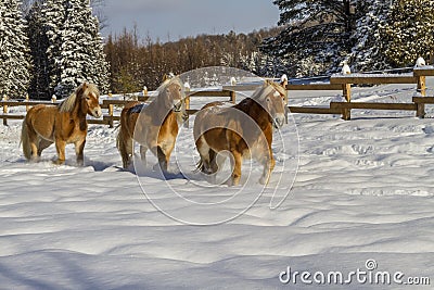 Austrian Haflinger Horses Stock Photo