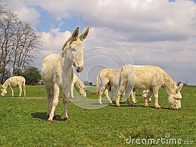 Austrian Hungarian White Donkeys Stock Photo