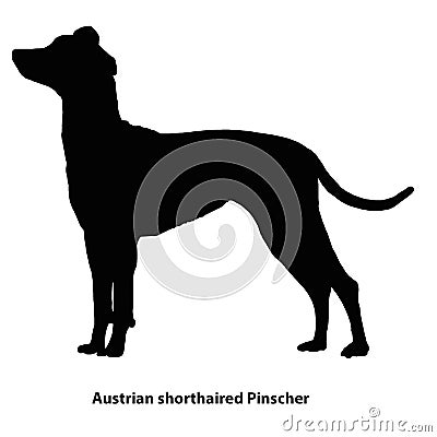 Austrian shorthaired Pinscher black and white outline Vector Illustration