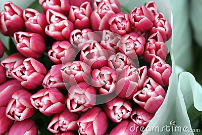 Austrian Tulips Stock Photo