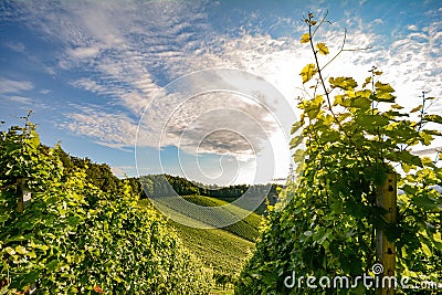 Austrian wine in South Styria: Vineyard in autumn before harvest Stock Photo