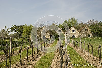 Austrian wineries Stock Photo