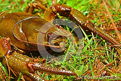 Austropotamobius pallipes crayfish Stock Photo