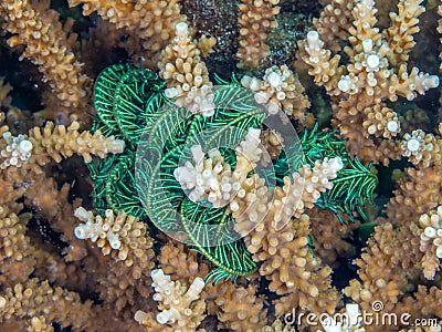 Authentic abstract macro marine background - macro, natural texture. North Sulawesi, Indonesia Stock Photo