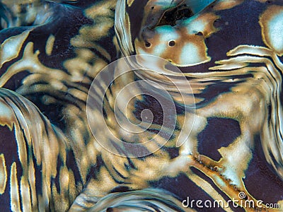 Authentic abstract macro marine background - macro, natural texture. North Sulawesi, Indonesia Stock Photo