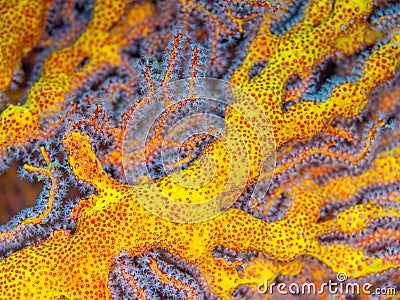 Authentic abstract macro marine background - macro, natural texture. North Sulawesi, Indonesia Stock Photo
