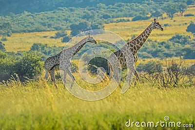 Authentic true South African safari experience in bushveld in a game reserve Stock Photo