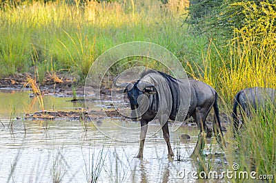 Authentic true South African safari experience in bushveld in a game reserve Stock Photo