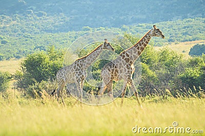 Authentic true South African safari experience in bushveld in a game reserve Stock Photo