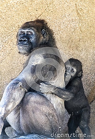 Authoritative Mother Gorilla and offspring Stock Photo