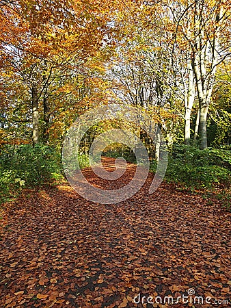 Authum forest in Harderbos Netherlands Stock Photo