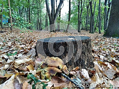 Autmn yinyang green leaves Stock Photo