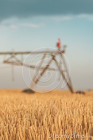 Automated farming irrigation machinery with sprinklers in barley field Stock Photo