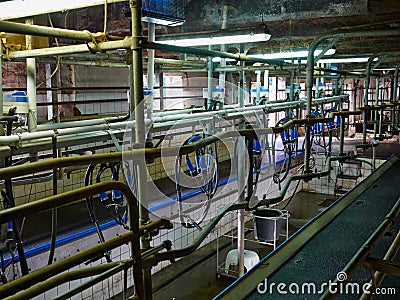 Automated milking equipment milking parlour Stock Photo