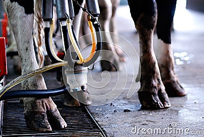 Automated milking - horizontal Stock Photo