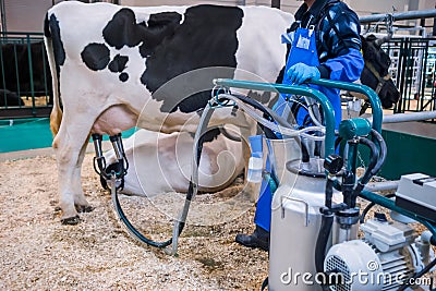 Automated milking suction machine with teat cups during work with cow udder Stock Photo