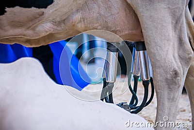 Automated milking suction machine with teat cups during work with cow udder Stock Photo