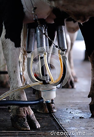 Automated milking - vertical Stock Photo