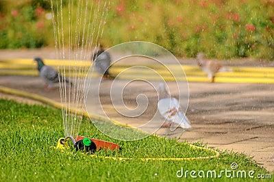 Automatic watering can on a lawn in a village. Economics of water resources. Stock Photo