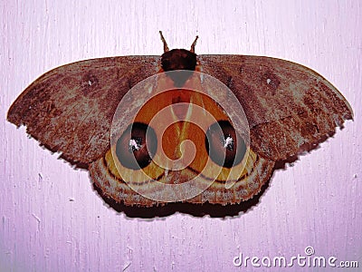 Automeris moth - family Saturniidae Stock Photo