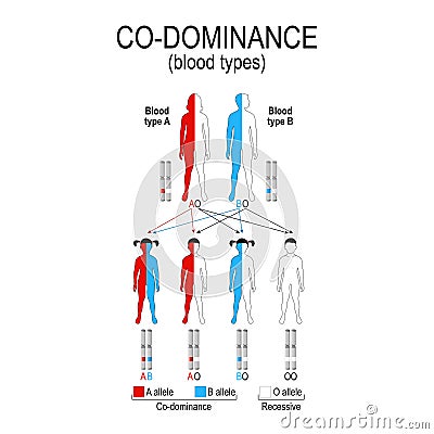 Autosomal dominant or autosomal recessive Vector Illustration