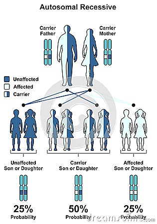 Autosomal Recessive Hereditary Trait Vector Illustration