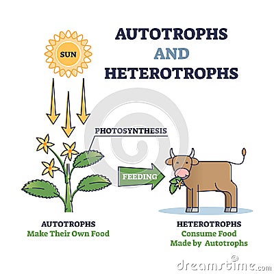 Autotrophs and heterotrophs as nature energy source division outline diagram Vector Illustration