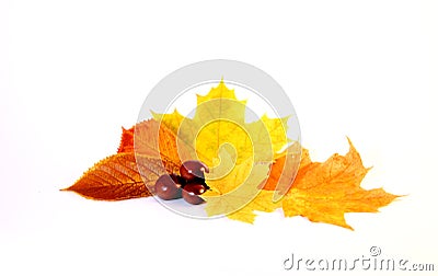 Autum Stock Photo