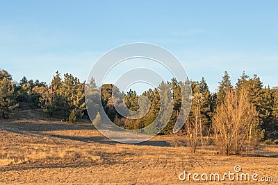 Autum American western rural ranch countryside landscape with tall vintage rustic retro windmill in a mowed field and green oak Stock Photo