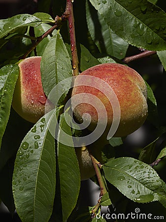 Autum peaches ripening in a tree in the sunshine Stock Photo