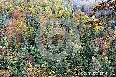 Autumm Landscape of Ordesa National Park in autumm with trees full of orange and yellow leaves.jpg Stock Photo