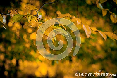 Autumm leave and blurred nature background. Colorful foliage in the park. Falling leaves natural background .Autumn season concept Stock Photo