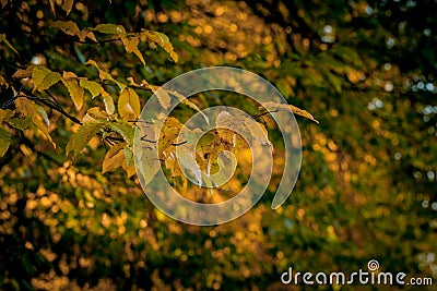 Autumm leave and blurred nature background. Colorful foliage in the park. Falling leaves natural background .Autumn season concept Stock Photo