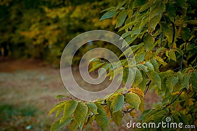 Autumm leave and blurred nature background. Colorful foliage in the park. Falling leaves natural background .Autumn season concept Stock Photo