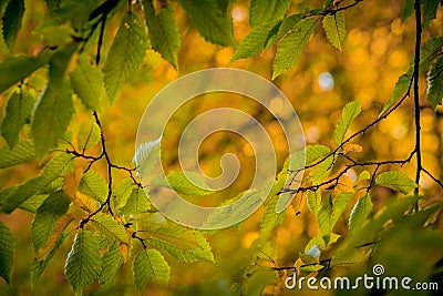 Autumm leave and blurred nature background. Colorful foliage in the park. Falling leaves natural background .Autumn season concept Stock Photo