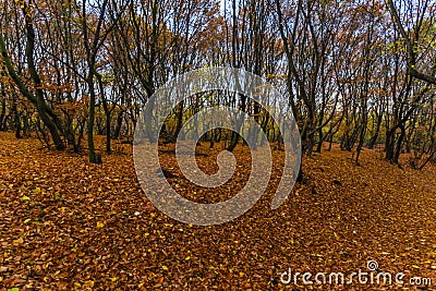 Old Deva citadel in the autumn season , Romania Stock Photo