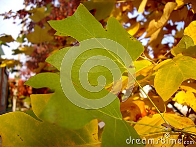 Autumn Stock Photo