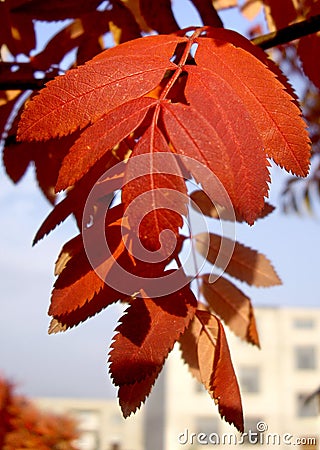 Autumn Stock Photo