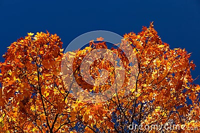 Autumn Stock Photo