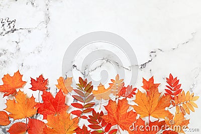 Autumn abstract composition with maple leaves, pine cones, nuts,pumpkins and rowan berries, still life, Thanksgiving concept, Stock Photo