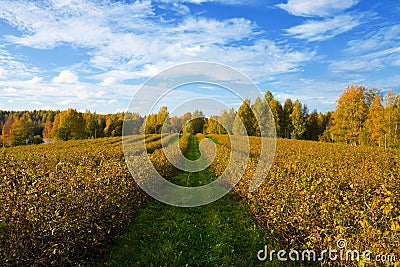 Autumn agricultural landscape Stock Photo