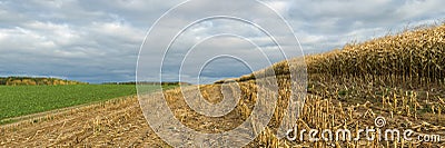 Autumn agricultural landscape. large panoramic view of a ripened cornfield with stubble on the edge of the field under an October Stock Photo