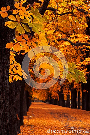 Autumn alley Stock Photo