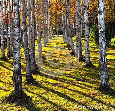 Autumn alley Stock Photo