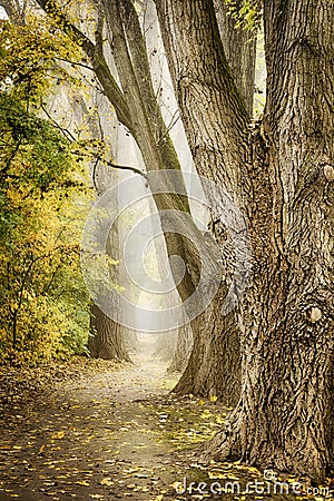 Autumn Alley Stock Photo